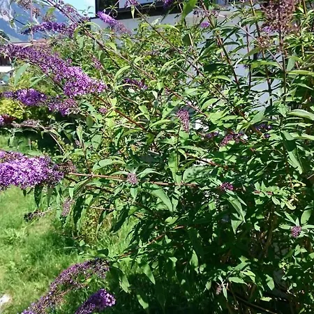 Haus Hubertusheim Lägenhet