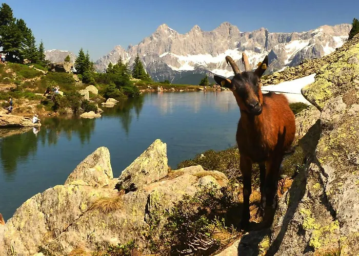 Haus Hubertusheim Apartment *